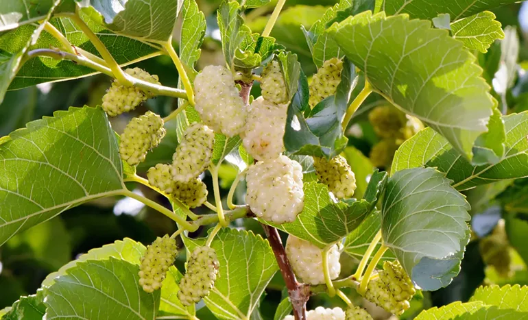 White Mulberry Tree - Nature's Superfood
