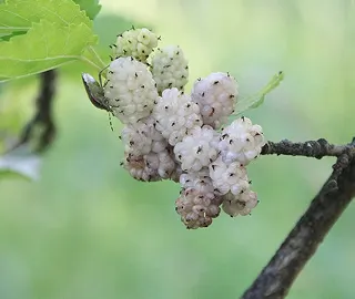 Walnut Tree Fruits - Nutritional Benefits