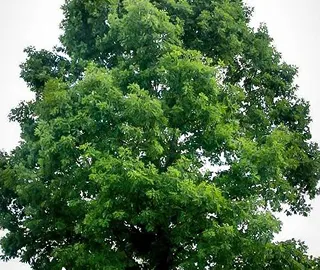 Walnut Tree Fruits - Nutritional Benefits