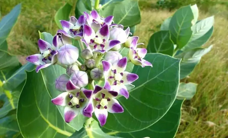 White Sagewood Tree - Mystical Benefits