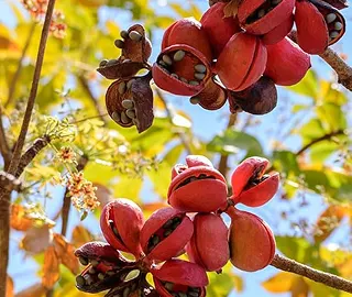 Wild Almond Tree - Majestic Beauty