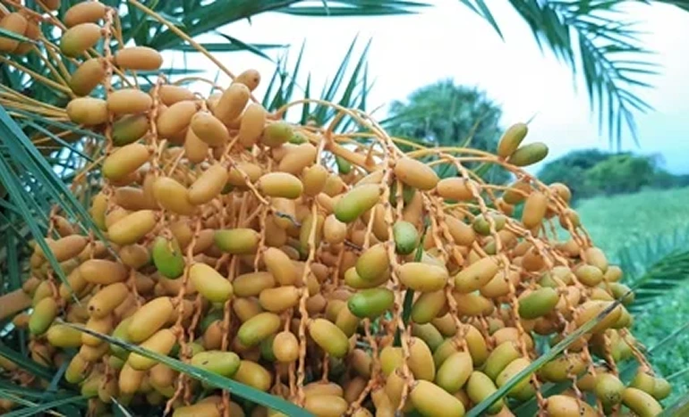 Wild Date Palm Tree - Sweet Secrets