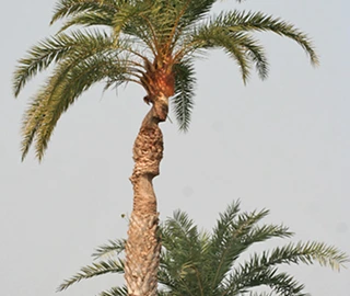 Wild Date Palm Tree - Majestic Beauty