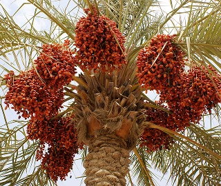 Wild Date Palm Tree Fruits