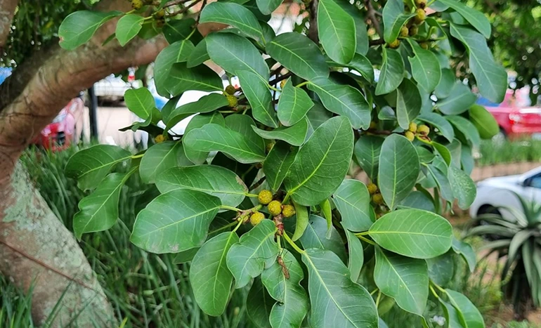 Wild Fig Tree - Nature's Hidden Gem