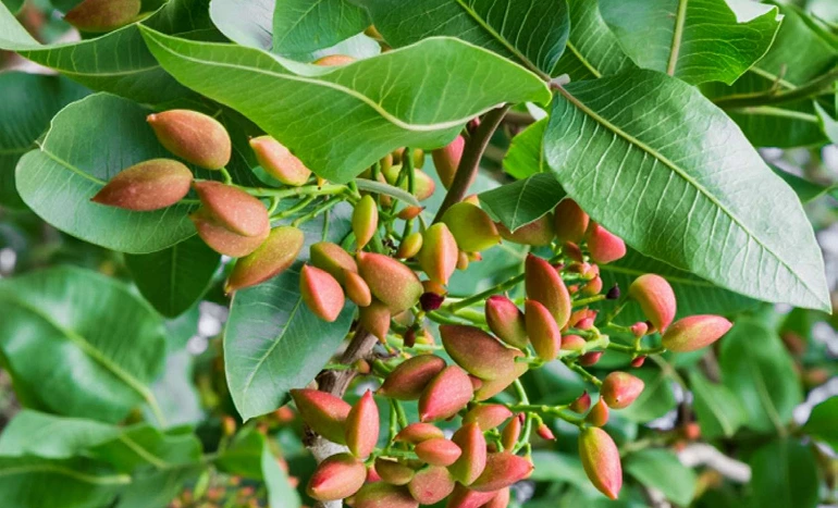 Wild Pistachio Tree - Nature's Hidden Gem