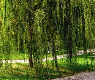 Willow Tree - Graceful Beauty