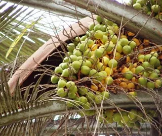 Wine Palm Tree Sap Harvesting