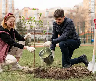 Indian Cork Fig Tree